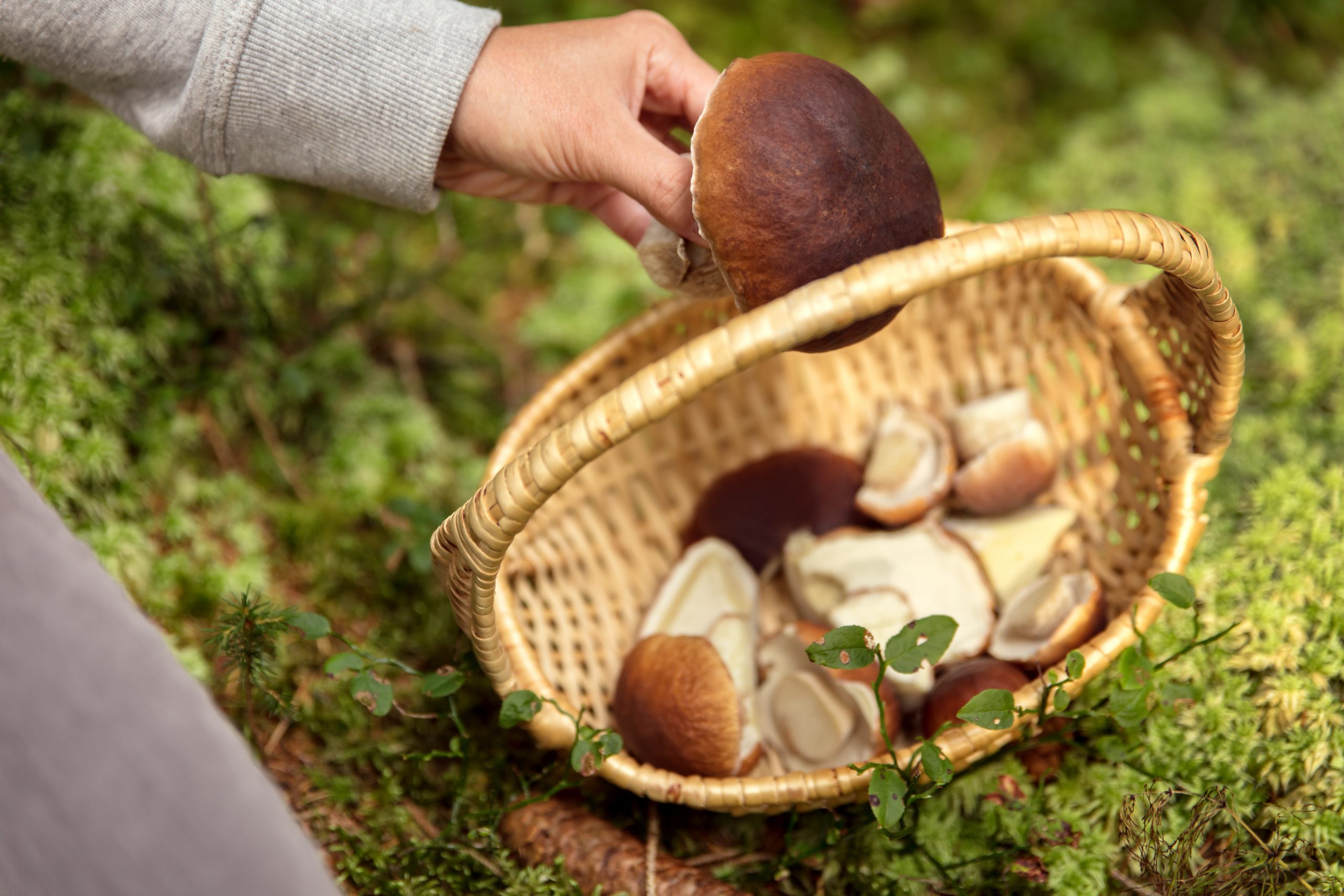 Picking mushrooms. Сбор грибов. Корзинка для собирания грибов. Грибы в лесу. Собирать грибы.
