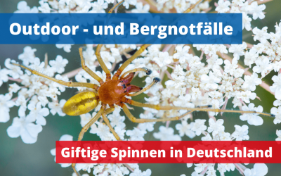Giftige und gefährliche Spinnen in Deutschland