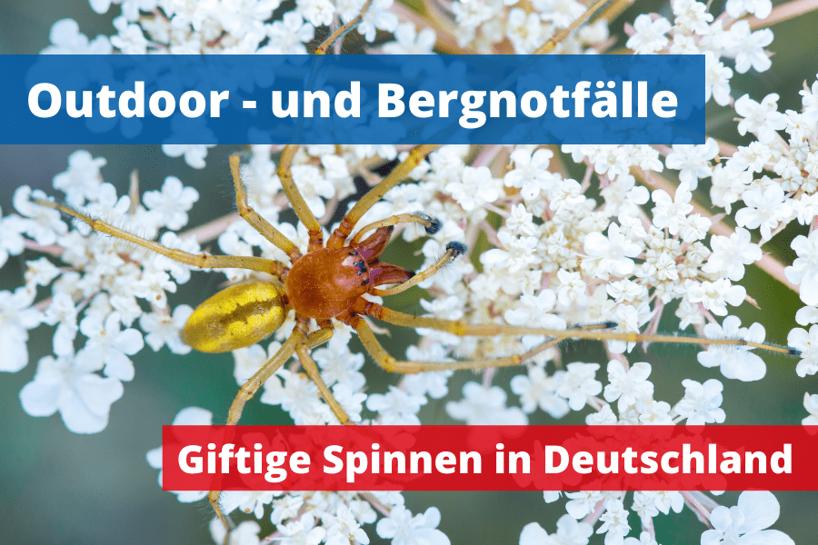 Giftige und gefährliche Spinnen in Deutschland